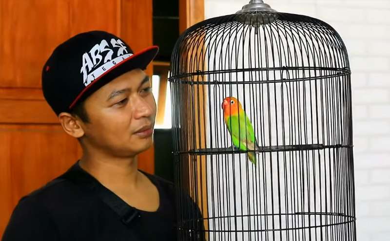 Lovebird Kang Raden dan Alel (youtube.com)