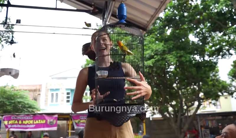 Wanita Cantik Gantang Burung Lovebird (youtube.com)