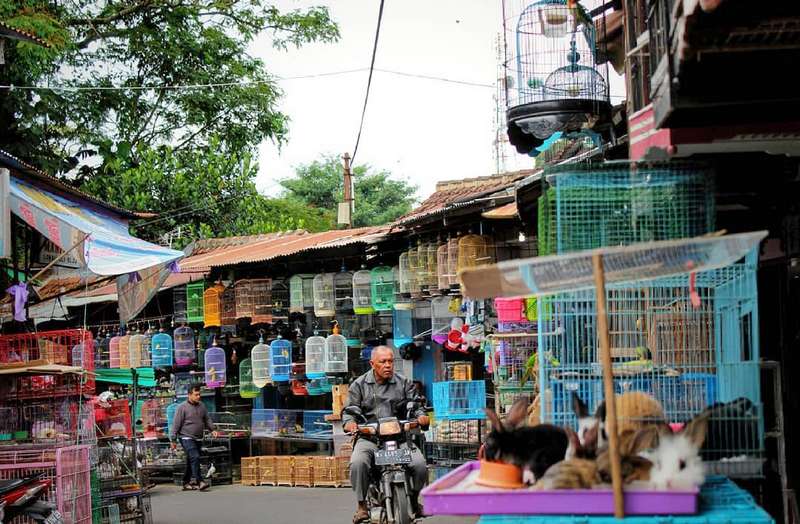 Pasar Burung Splendid Malang (travelingyuk.com)