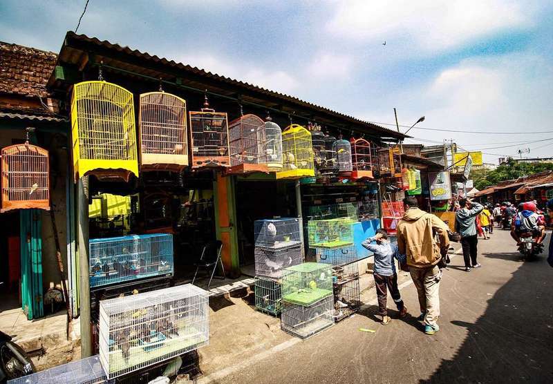 Pasar Burung Terkenal di Indonesia (travelingyuk.com)