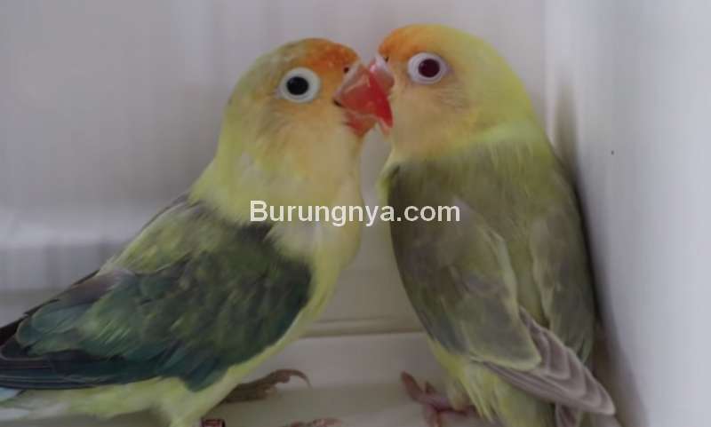 Lovebird Dun Fallow Harga Rp 280 juta (youtube.com)