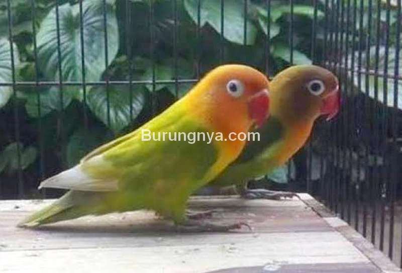 Perilaku Lovebird di Lomba (tabloidsinartani.com)