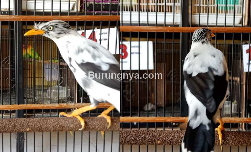 Burung Jalak Kebo Blorok (tokopedia.com)