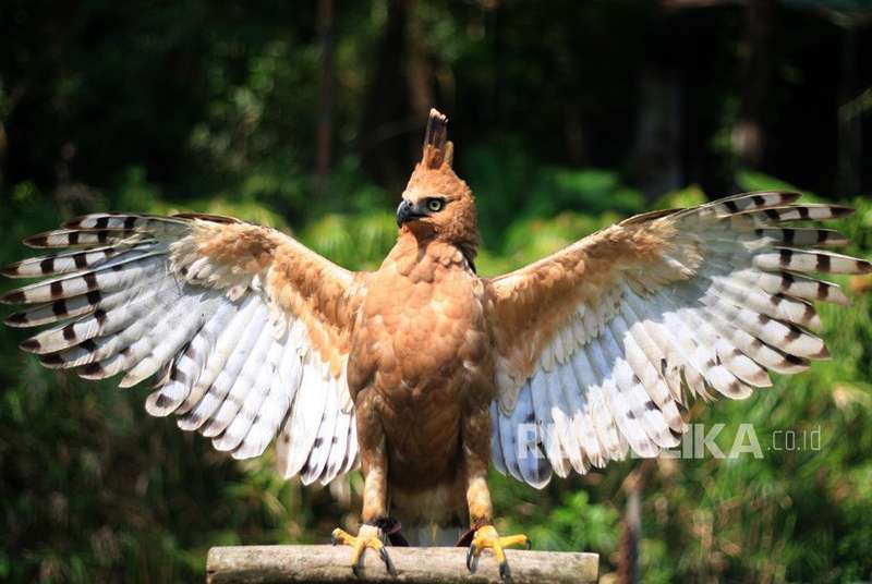 Elang Jawa identik dengan Burung Garuda (republika.co.id)
