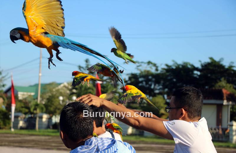 Komunitas Indonesian Parrot Lovers Latihan Free Flight (infopublik.id)