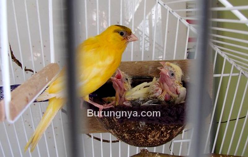 Pakan Ternak Burung Kenari (canarysingingbrids.blogspot.com)