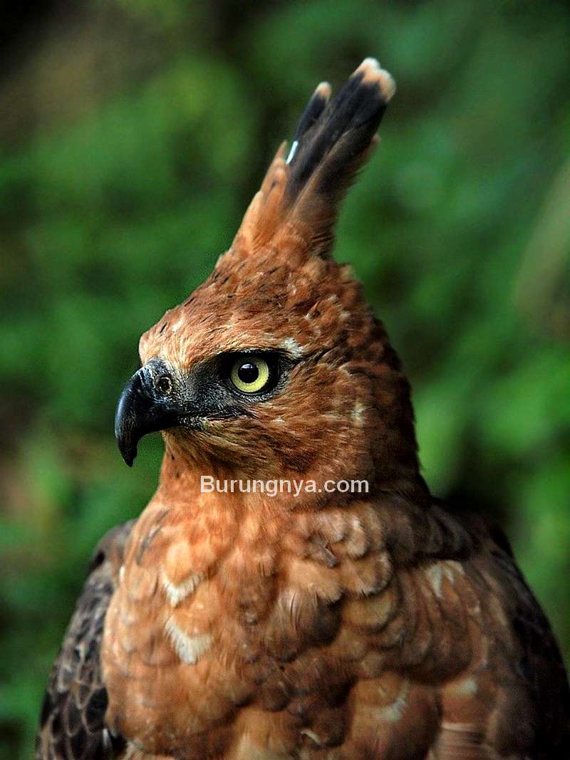 Burung Elang Jawa mirip Burung Garuda (idntimes.com)