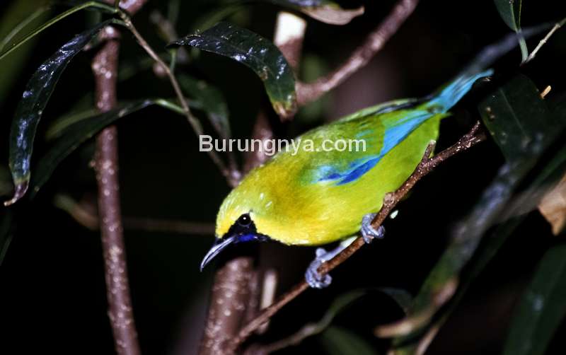 Burung Cica daun sayap-biru sumatera (hbw.com)