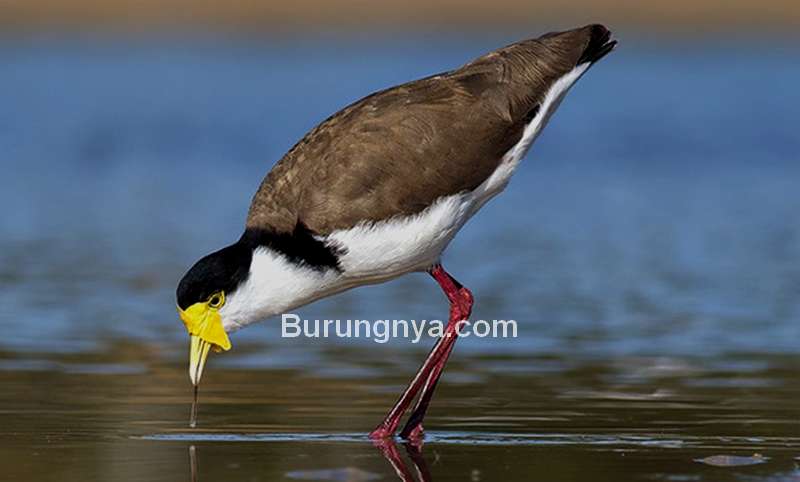 Burung Trulek Jawa (jenisfloraindonesia.web.id)
