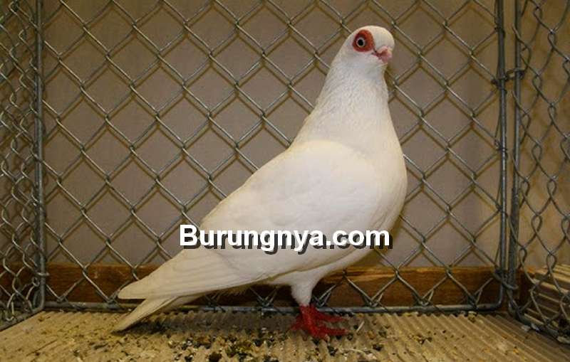 Merpati Wina atau Vienna Tumbler (pigeontype.info)