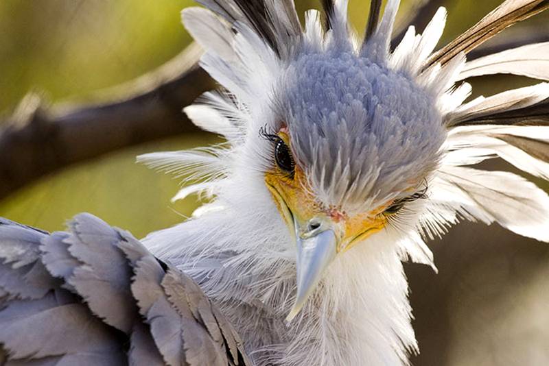 Burung Cantik dengan Bulu Mata Lentik (Brian Connolly)