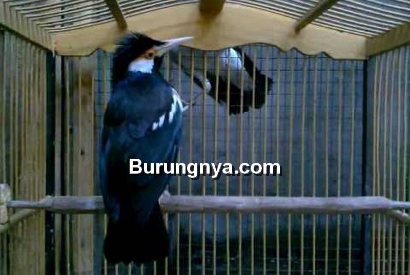 Cara Ternak Burung Jalak Suren di Sangkar Gantung (carabeternakku.blogspot.com)