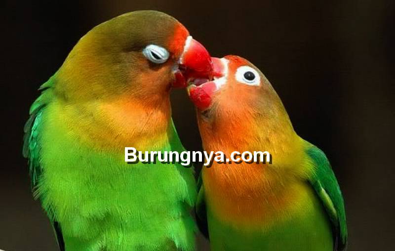 Makanan Burung Lovebird Agar Cepat Kawin (weheartit.com)