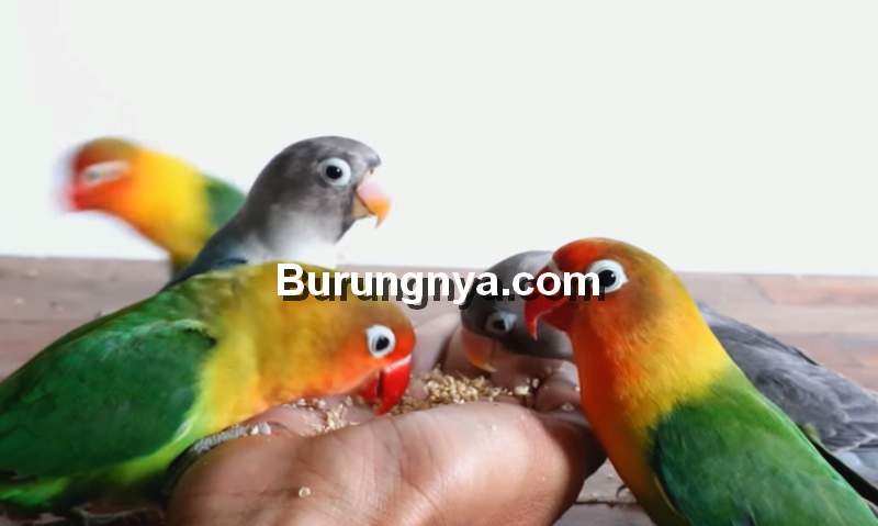 Cara Menjinakkan Lovebird Dewasa Liar dengan Terapi Lapar (youtube.com)