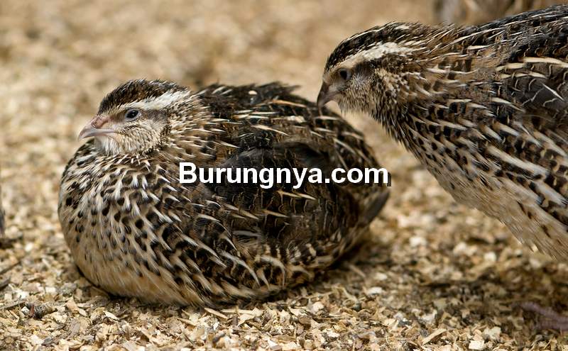 Merek Makanan Burung Puyuh (bulawayo24.com)