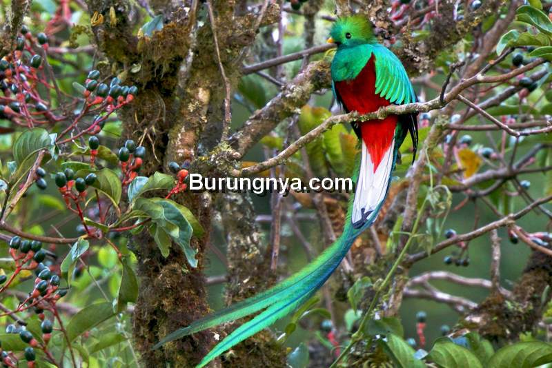 Burung Resplendent Quetzal (ebird.org)
