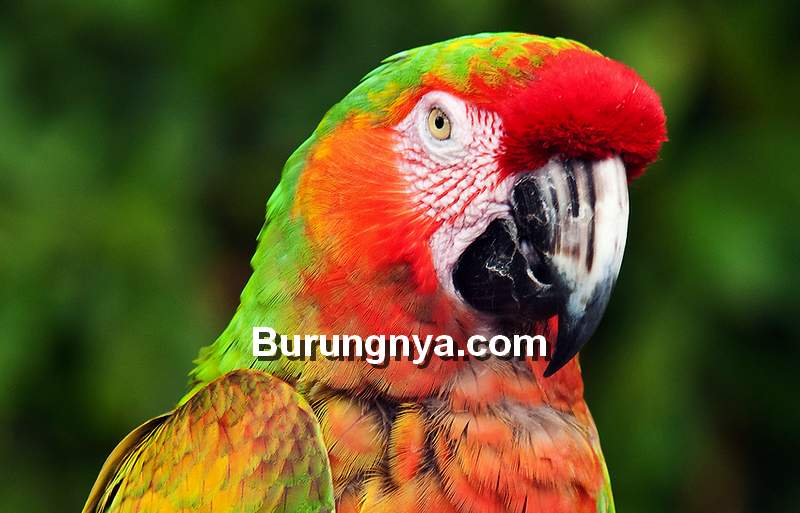 Hybrid Macaw (photoshelter.com)