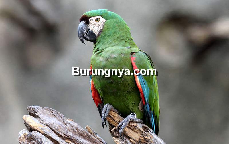 Severe Macaw (petguide.com)