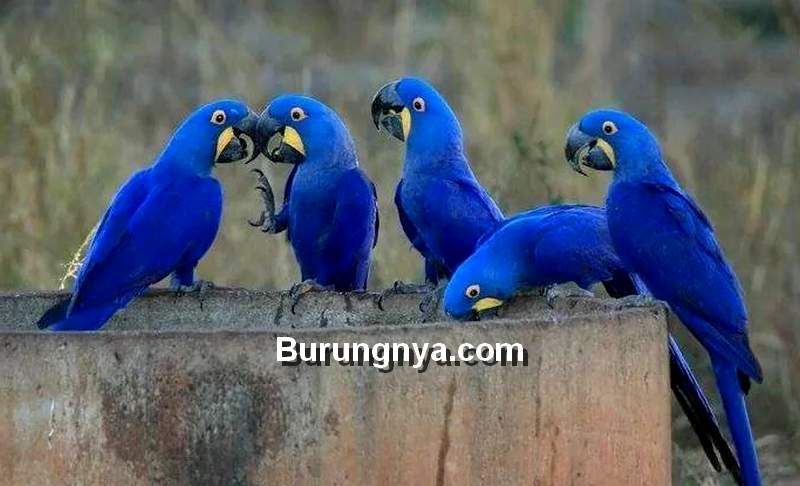 Fakta Burung Macaw Biru, Blue Macaw, Hyacinth Macaw (pinterest.com)
