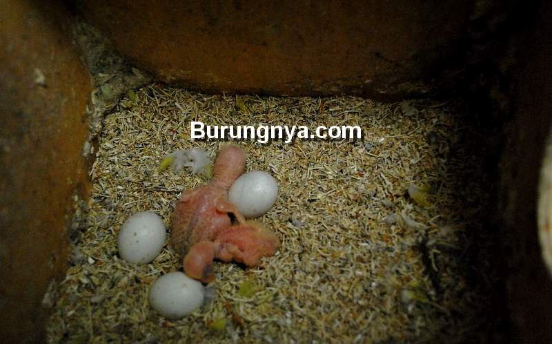 Telur Lovebird Betina yang Sudah Menetas (pinterest.com)