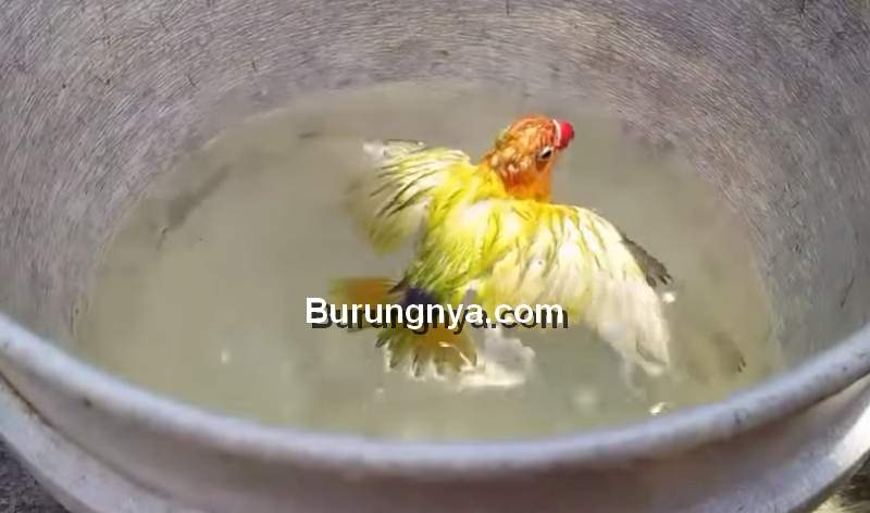 Terapi Mandi Air Hangat untuk Lovebird Durasi Panjang (youtube.com)