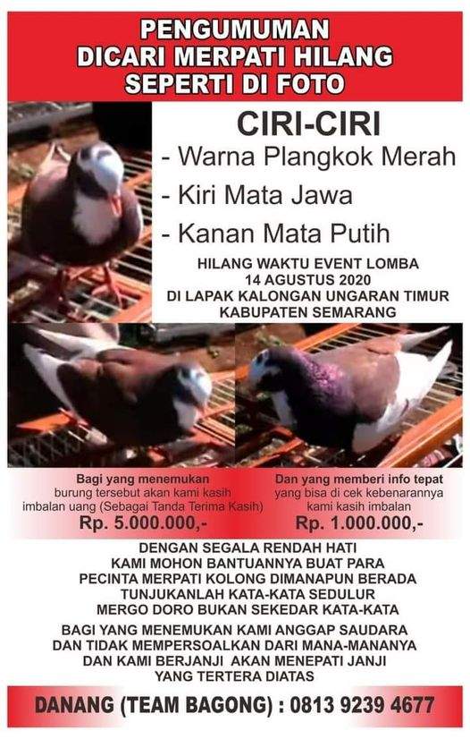 Sayembara Merpati Hilang Hadiah Rp 10 Juta di Semarang - Burungnya.com