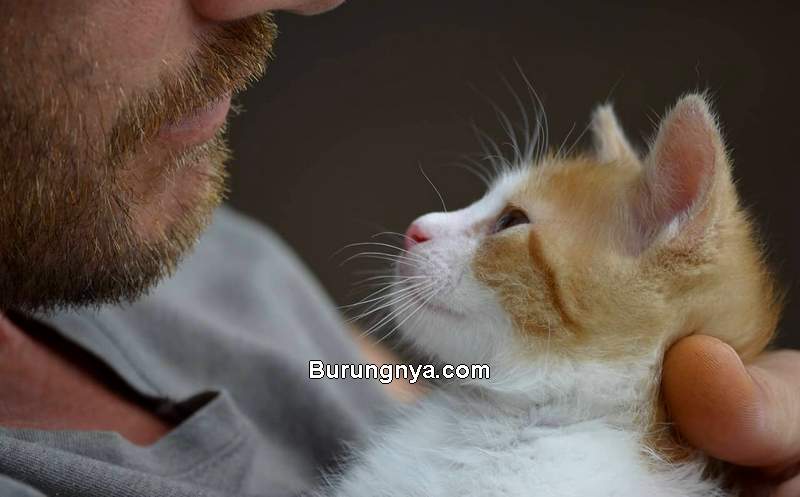 Arti Suara Kucing Meong, Jenis Suara, dan Bahasa Kucing (rover.com)
