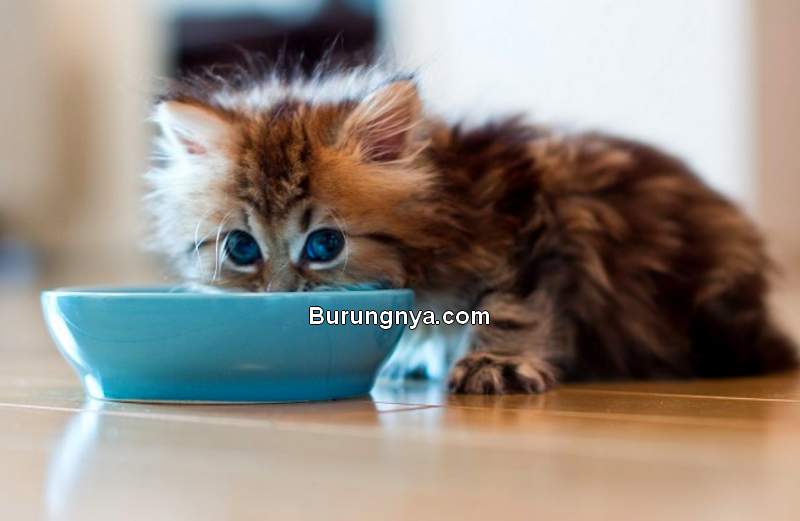 Cara Memberi Makan Anak Kucing (cattime.com)