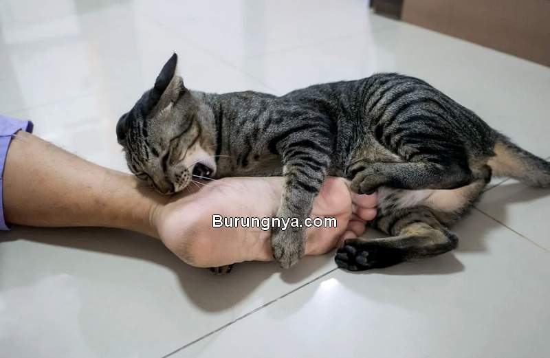 Cara Mengatasi Kucing Suka Menggigit Tangan dan Kaki (feliway.com)