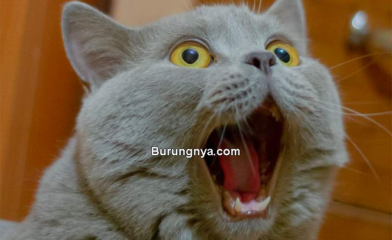 Cara Mengetahui Arti Suara Kucing (pinterest.com)