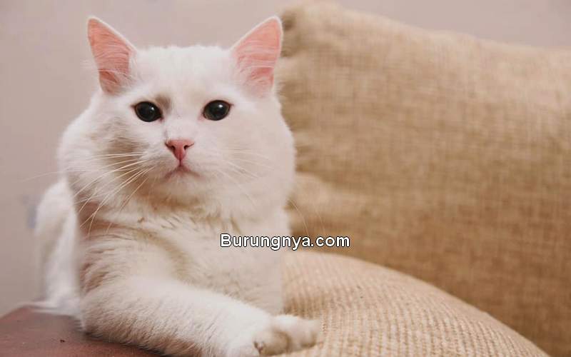 Daftar Harga Kucing Anggora Imut (kittywise.com)