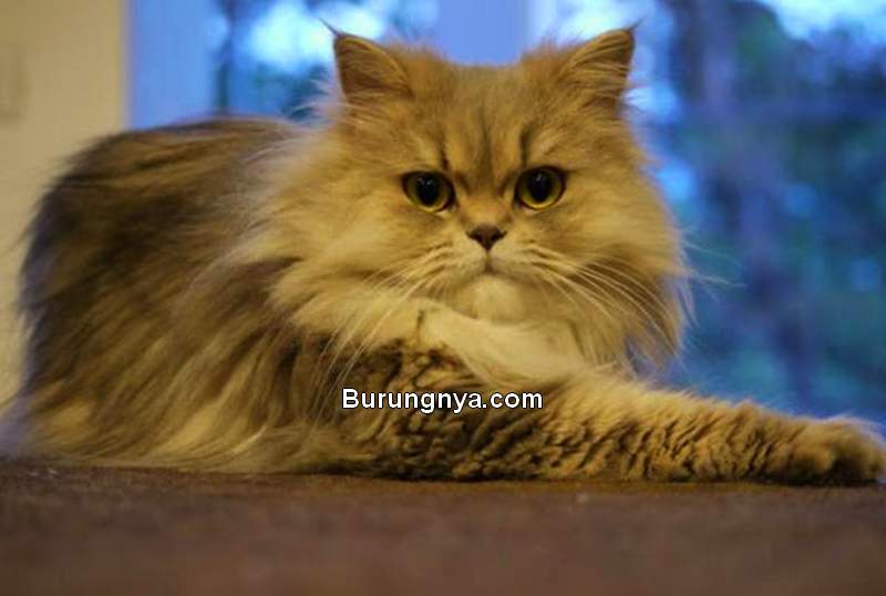 Fakta Kucing Persia (bioguard.com)