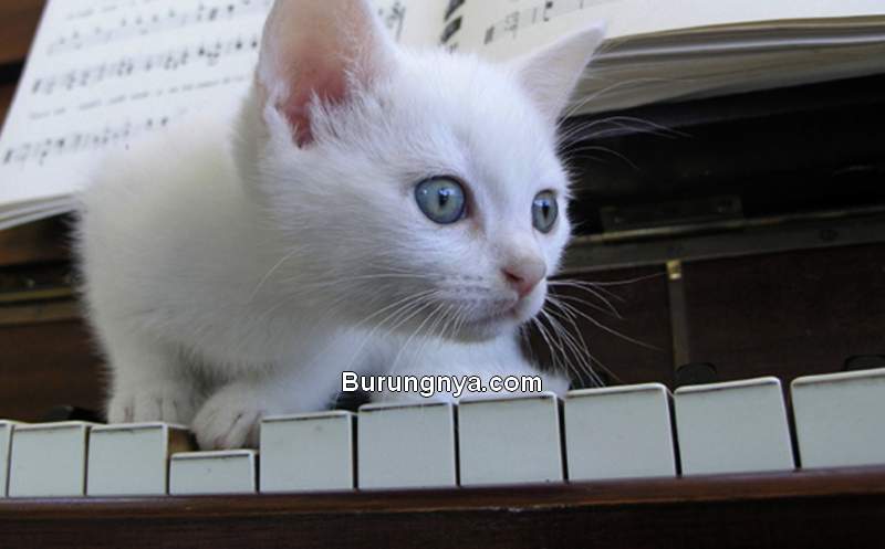 Kucing Kampung Putih (mentalfloss.com)