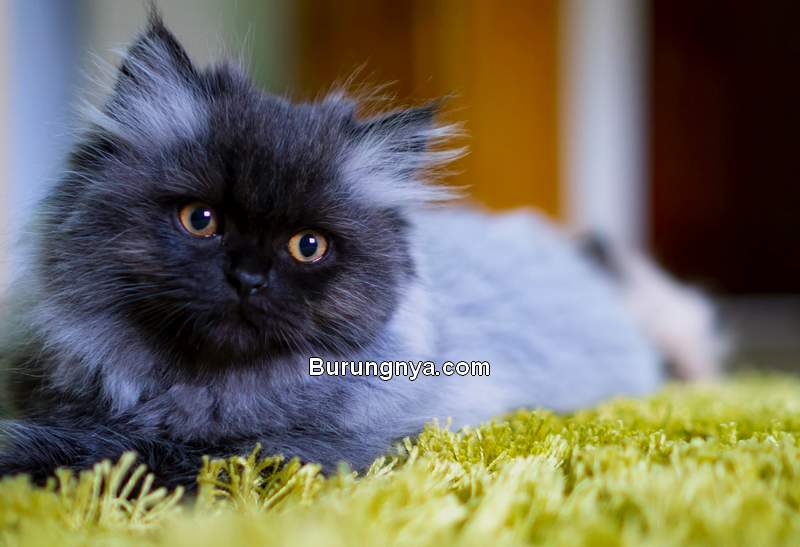 Kucing Persia Peaknose (thesprucepets.com)