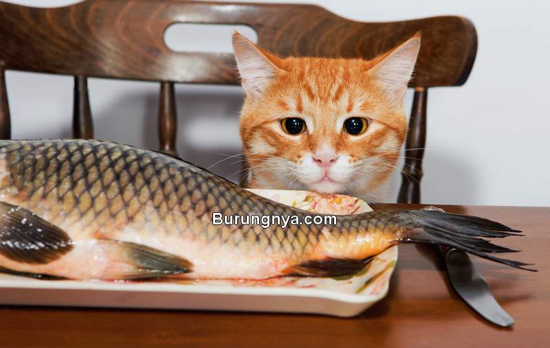 Kucing Tidak Boleh Makan Ikan Mentah (texarkanagazette.com)