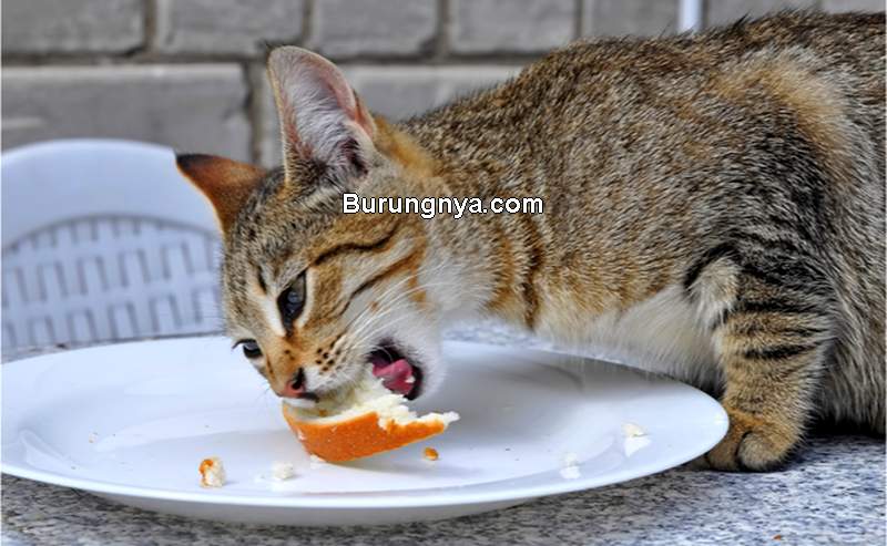 Makanan Kucing Kampung Murah (chewy.com)