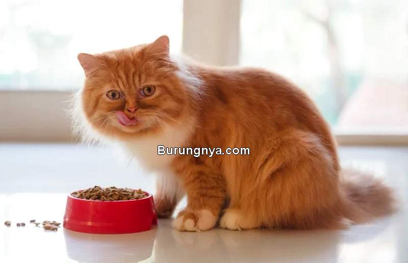 Makanan Kucing Persia (cattime.com)