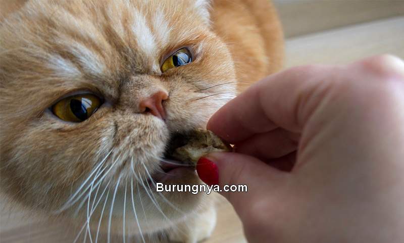 Makanan Kucing Persia dan Mereknya (thehappycatsite.com)