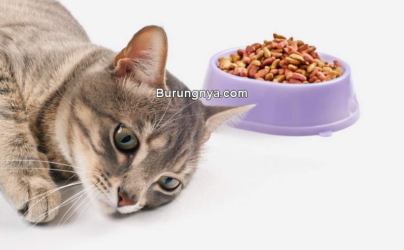 Makanan Kucing Sakit (animalfriends.co.uk)