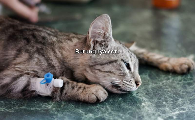 Manfaat Sterilisasi Kucing (catshospital.com)