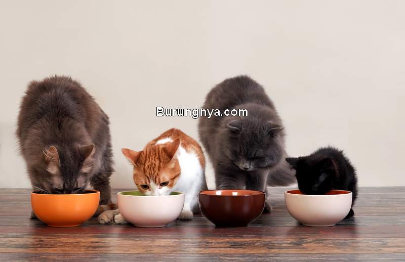 Merek Makanan Kucing yang Bagus (mercurynews.com)