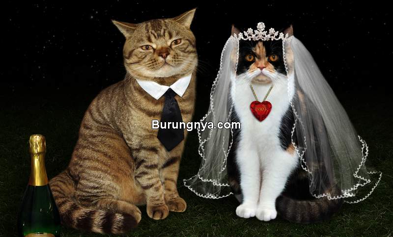 Perkawinan Kucing (timesofisrael.com)
