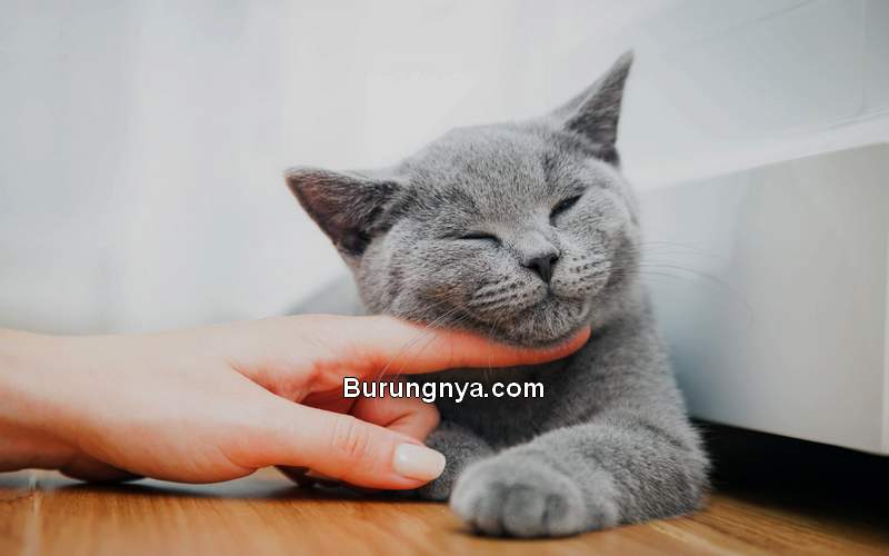 Cara Melatih Kucing Datang Saat Dipanggil (catfriendly.com)