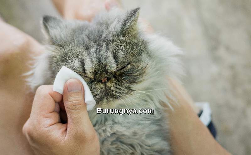 Cara Mengobati Kucing Sakit Mata Berair (catster.com)