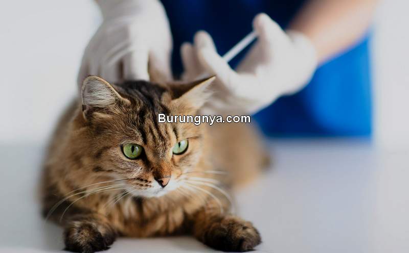 Jenis Vaksin untuk Kucing (dailypaws.com)