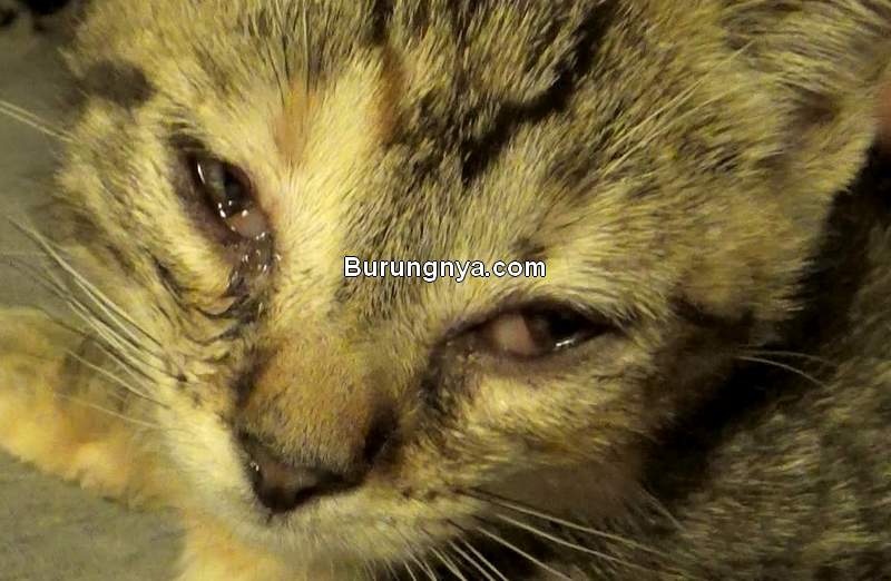 Kucing Sakit Mata Berair (petscaretip.com)