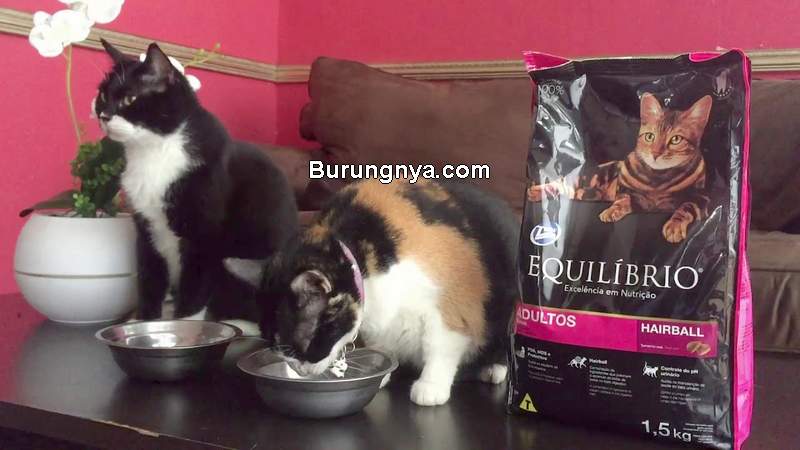 Makanan Kucing Equilibrio (youtube.com)