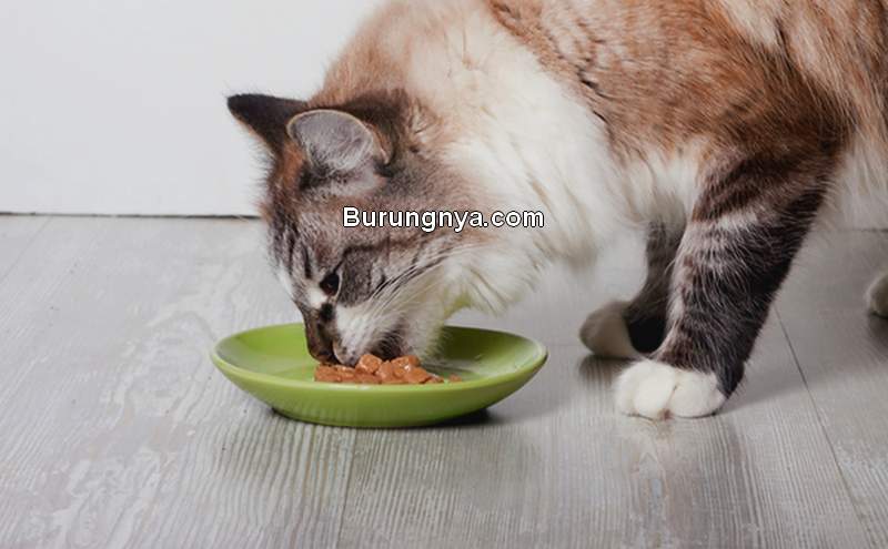 Makanan Kucing yang Bagus, Merek, dan Harga (catster.com)