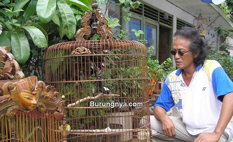 Tipe Kicau Mania di Indonesia (bird-news.blogspot.com)
