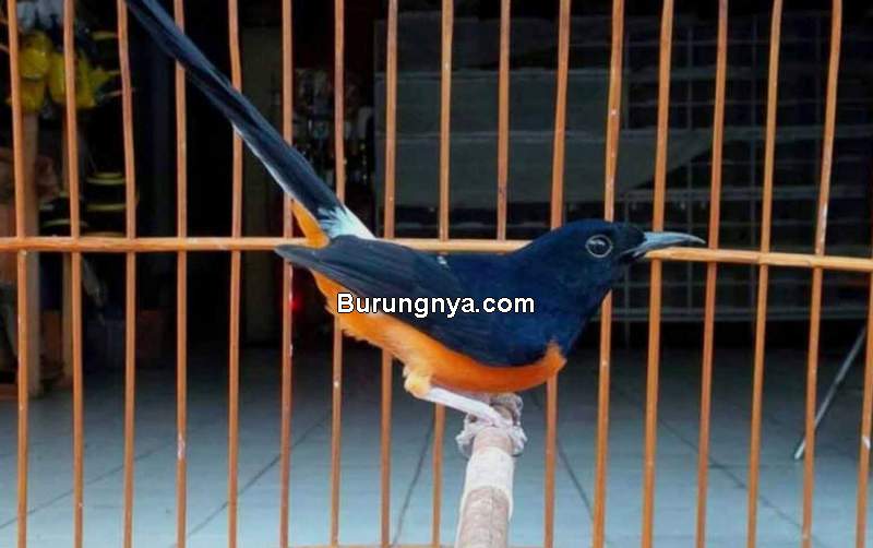 Tips Burung Kicau Rajin Bunyi Pakan Diambil Sebelum Kenyang (rimbakita.com)